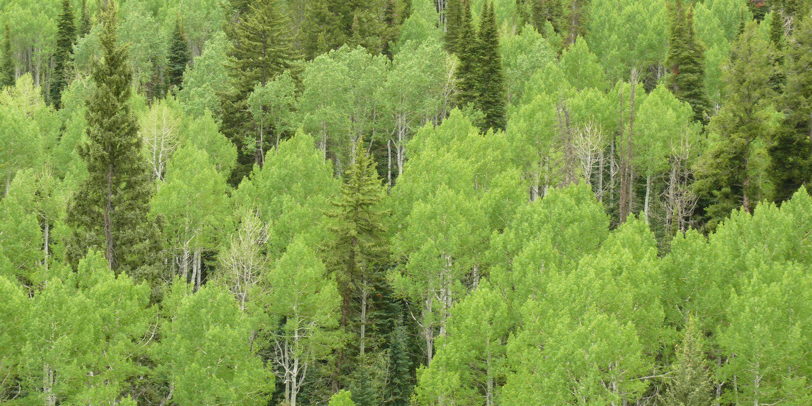 Buford Colorado National Forest