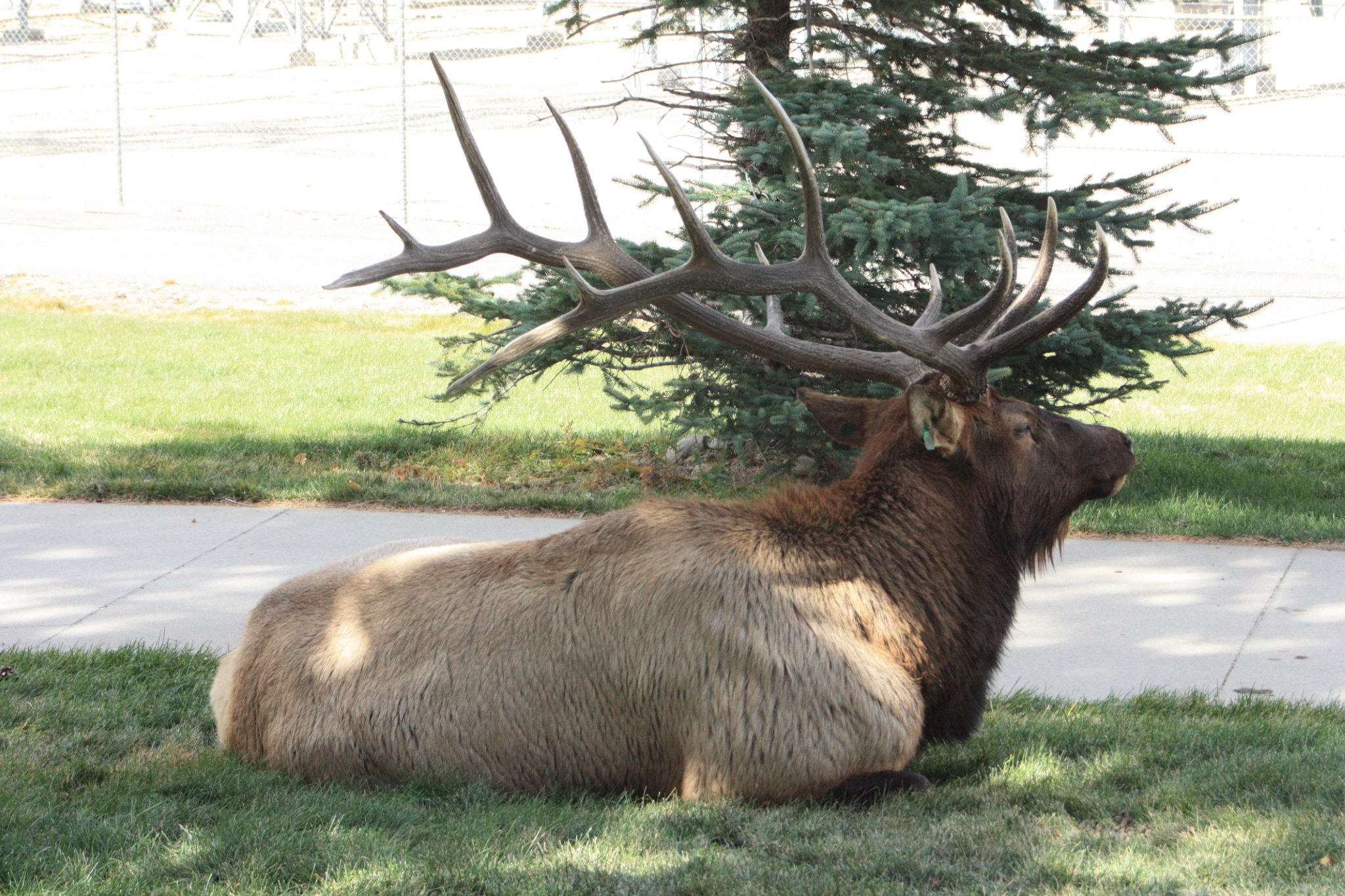 image of elk in estes park