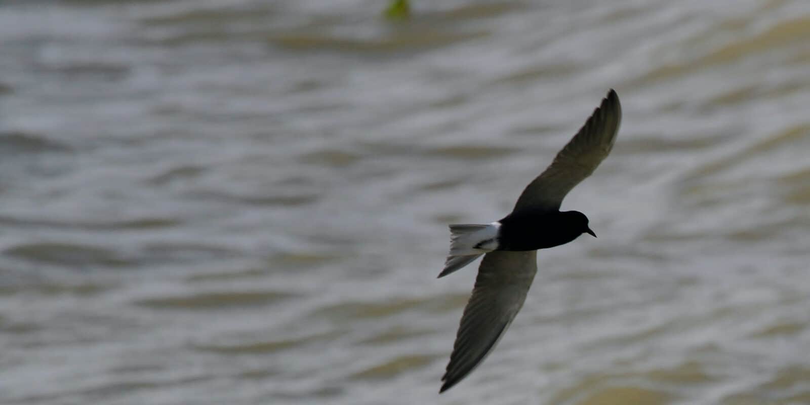 Lake Henry Crowley County Colorado Bird