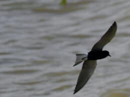 Lake Henry Crowley County Colorado Bird