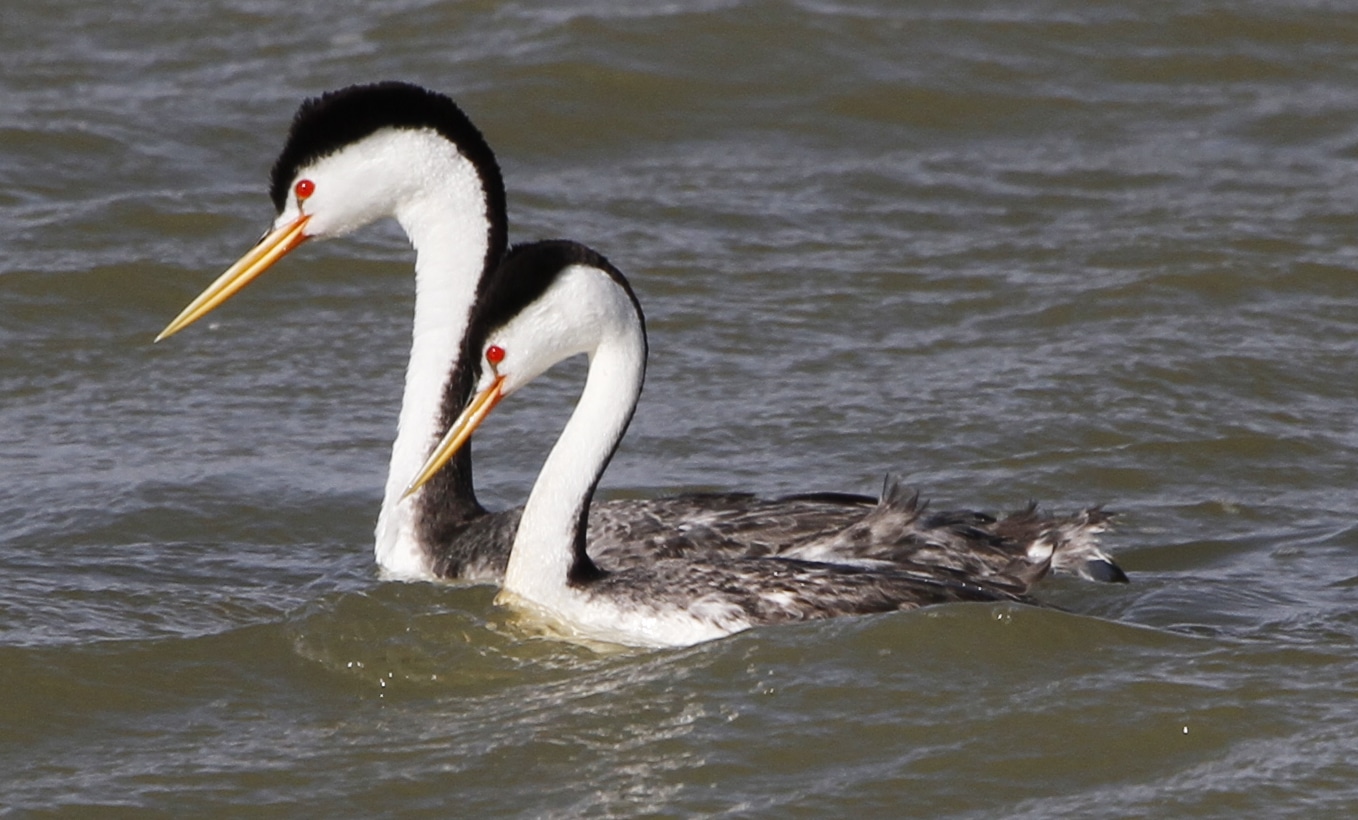 Lake Henry Ordway CO Wildlife