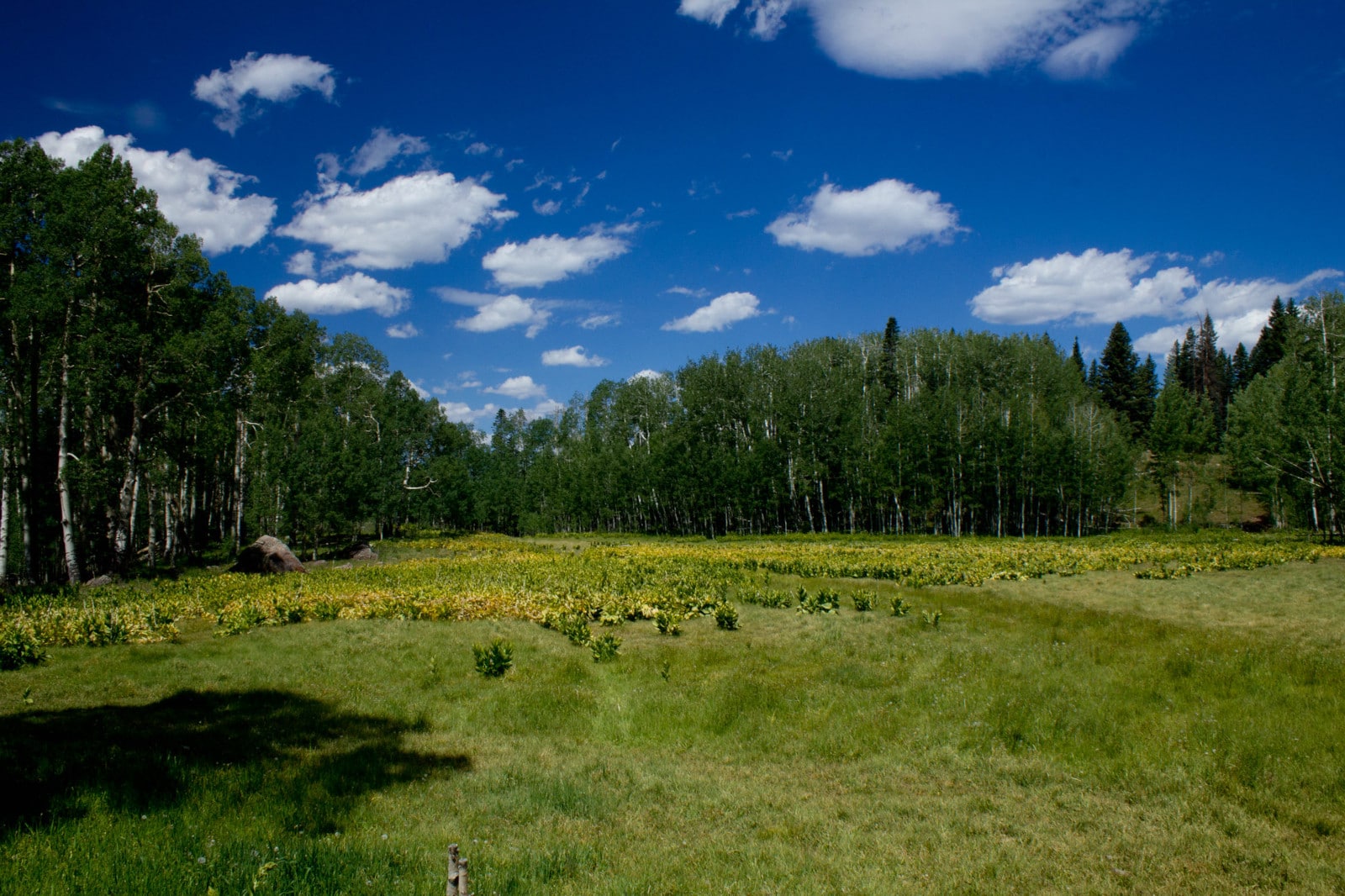 Image of Deb's Meadow in Owl Creek Pass in Ridgway, Colorado