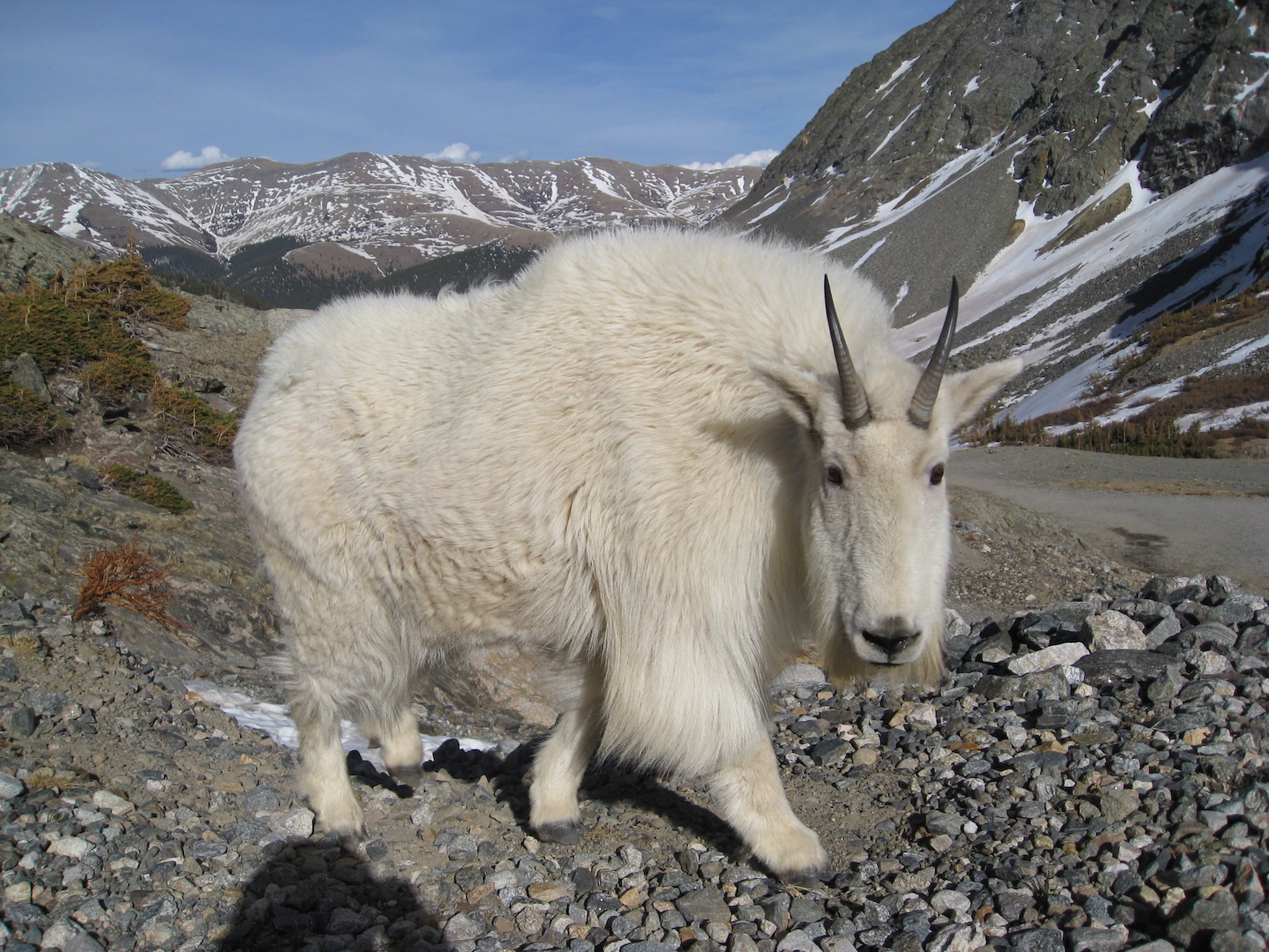 Quandary Peak Mountain Goat