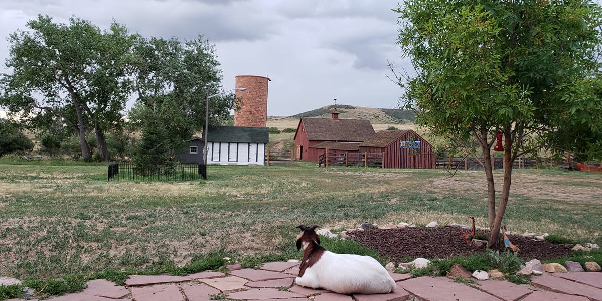 Image of a goat lounging at Schweiger Ranch in Lone Tree, Colorado