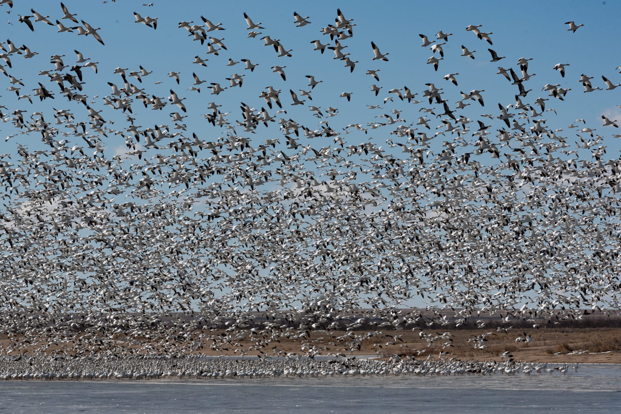 image of snow geese