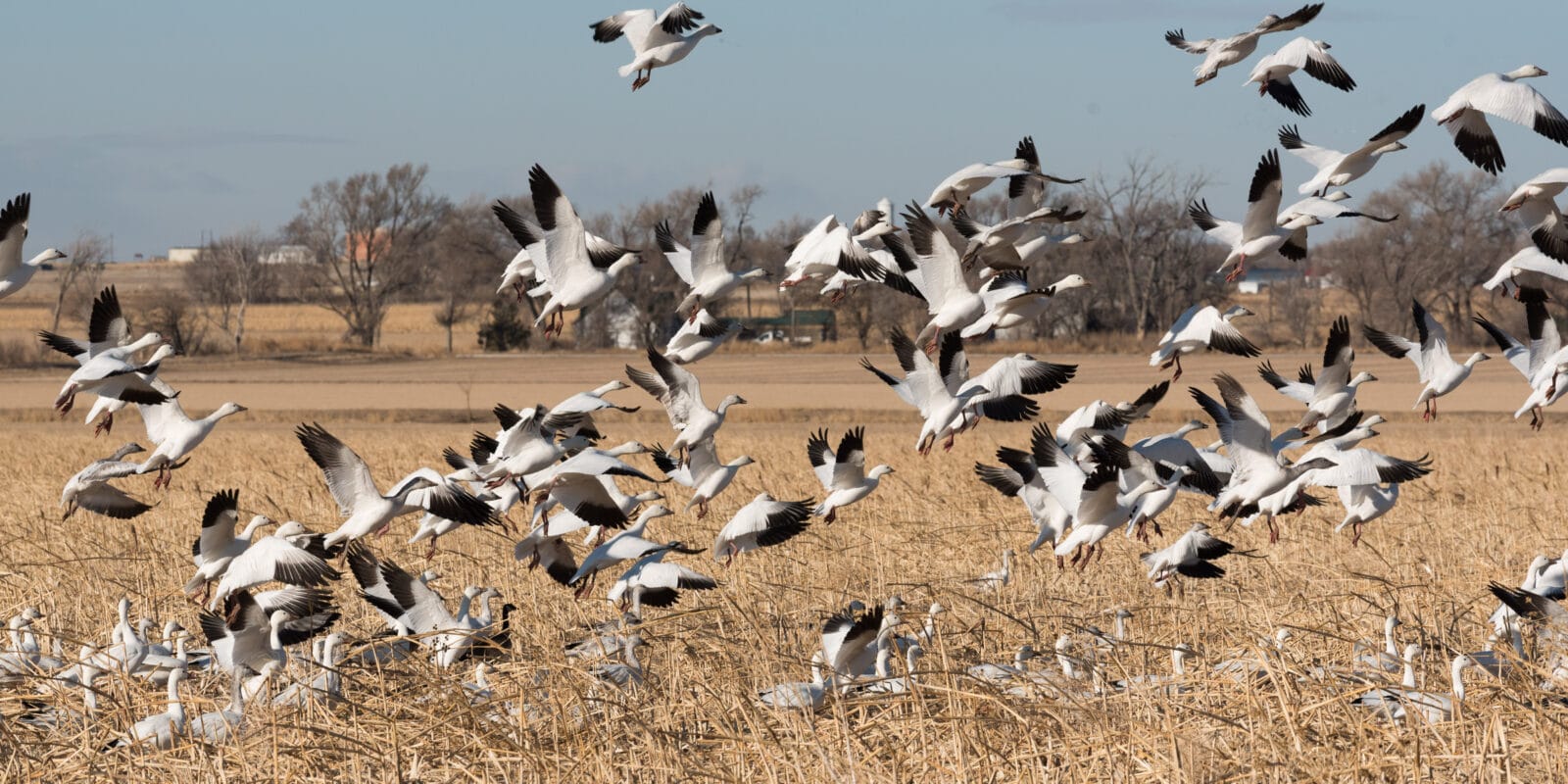 snow geese in lamar colorado