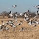 snow geese in lamar colorado