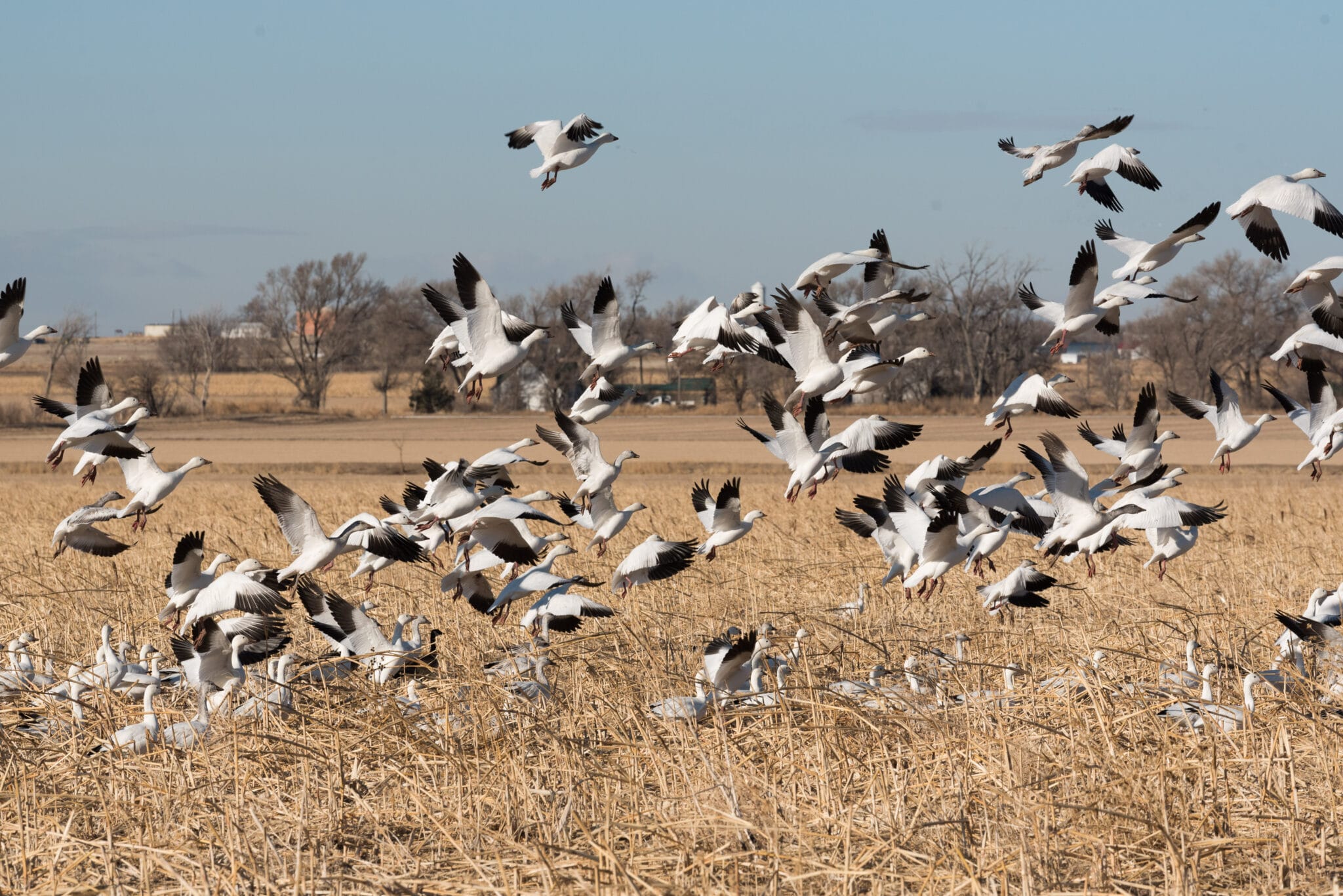 snow geese in lamar colorado