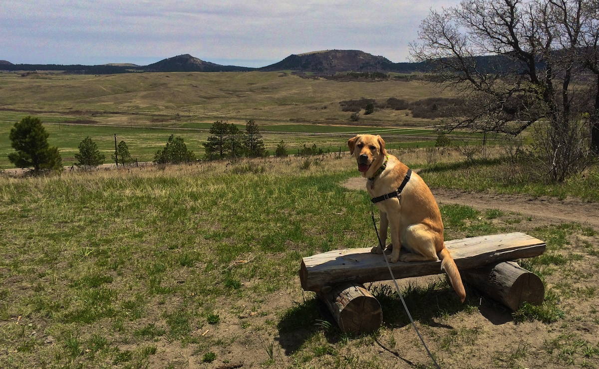 Image of a dog on a bench at the Spruce Mountain Open Space in Larkspur, Colorado