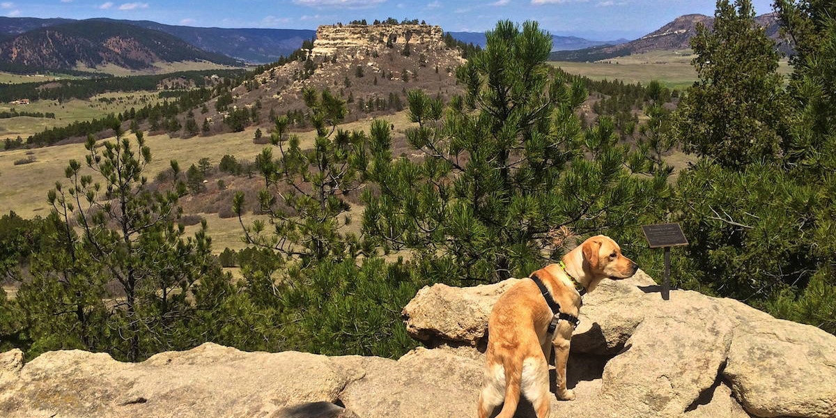 Image of a dog at the Spruce Mountain Open Space in Larkspur, Colorado