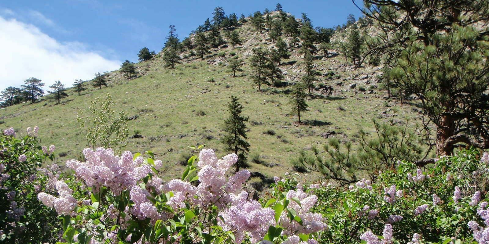 Image of flowers blooming at Viestenz-Smith Mountain Park in Loveland, Colorado