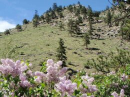 Image of flowers blooming at Viestenz-Smith Mountain Park in Loveland, Colorado