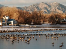 Image of the Waneka Lake in Lafayette, Colorado