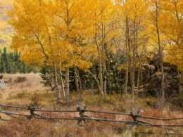 Image of the ghost town of Webster in Colorado during autumn