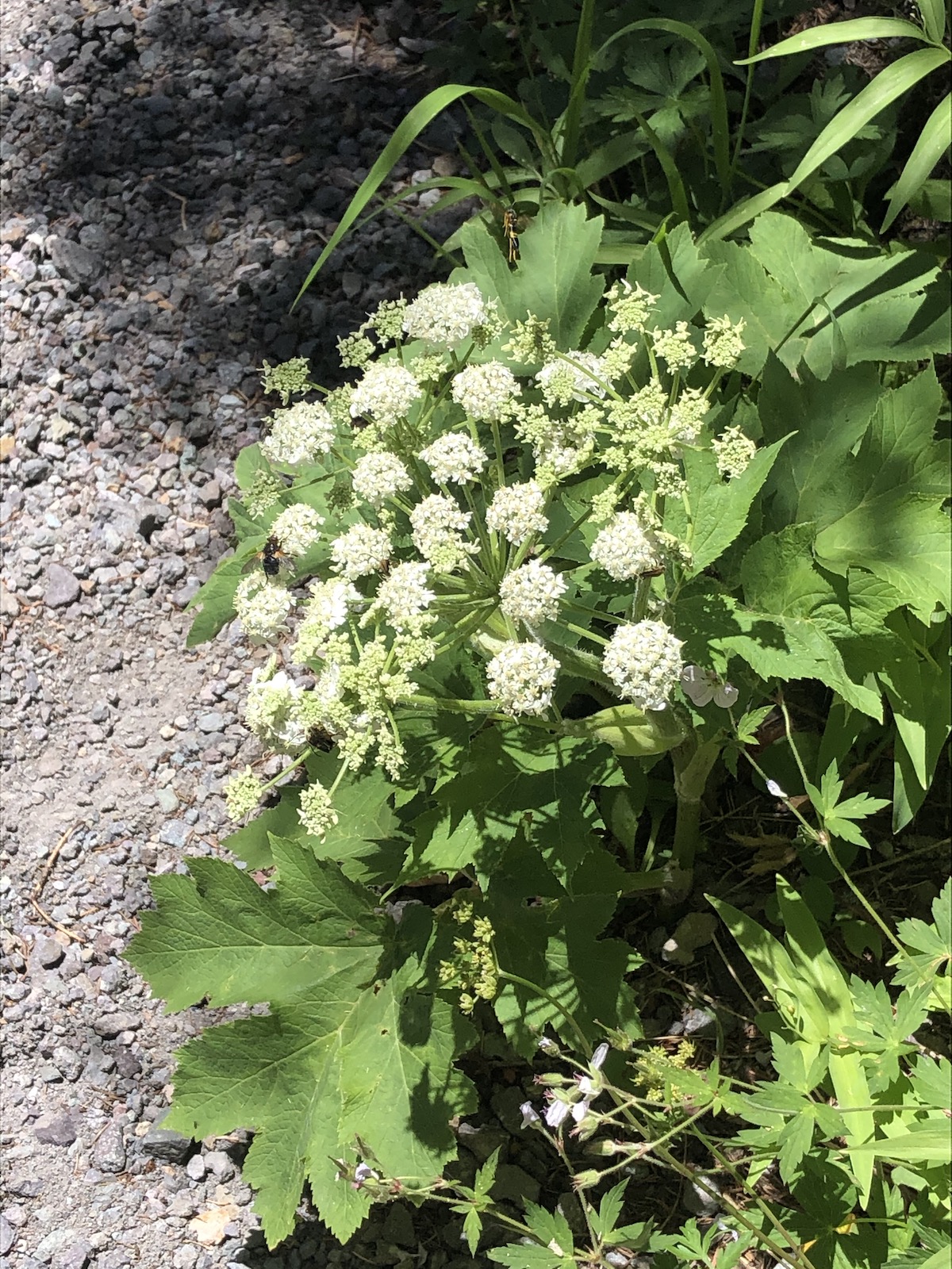 Weehawken Trail Ouray CO Wildflowers