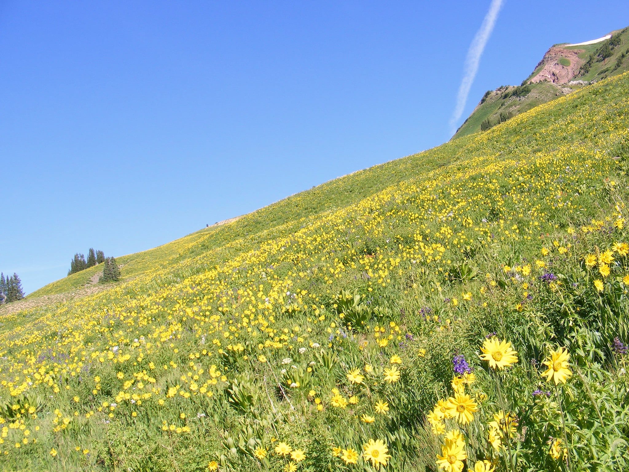 image of wildflowers in crested butte