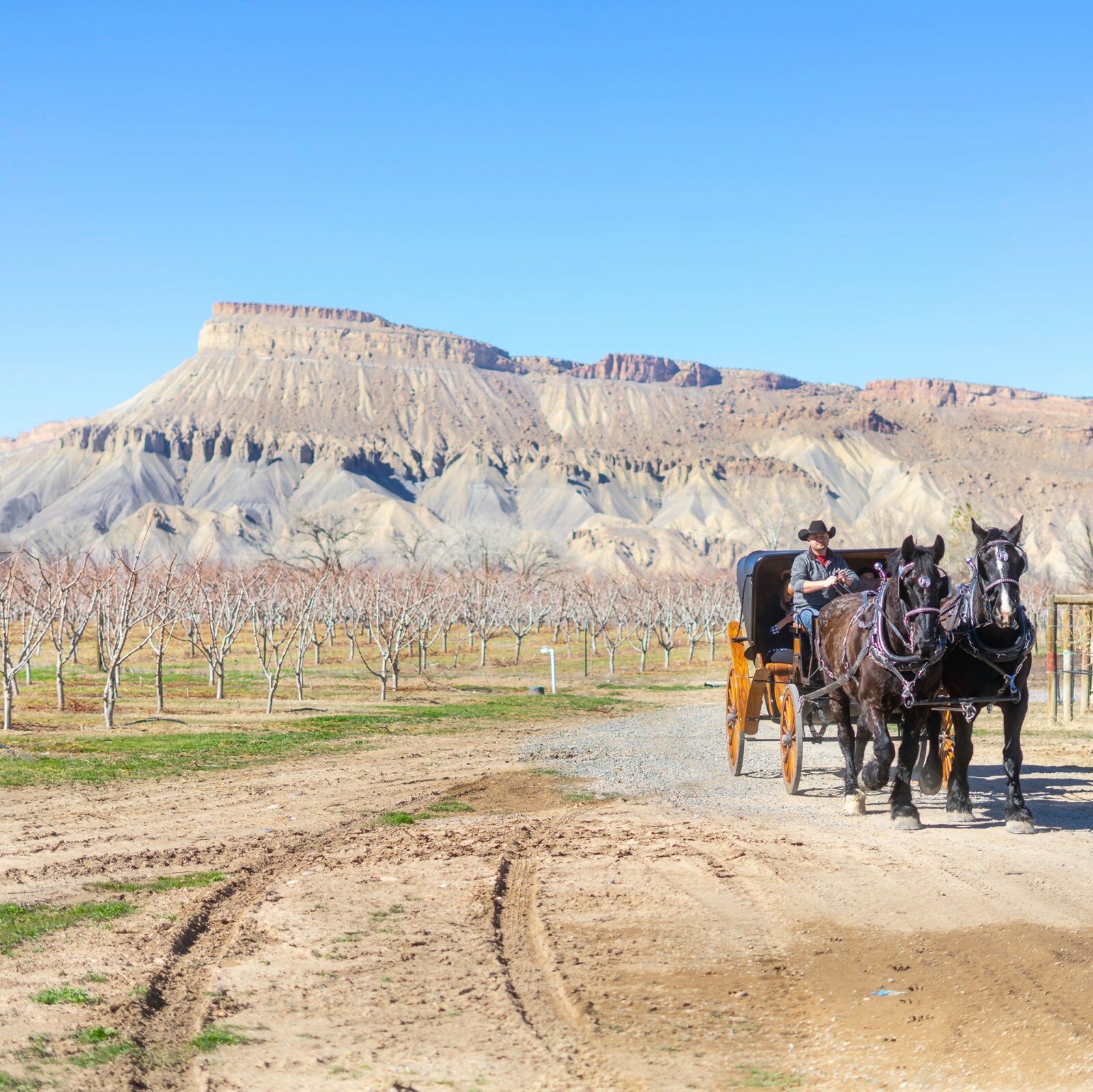 wine tours in palisade colorado