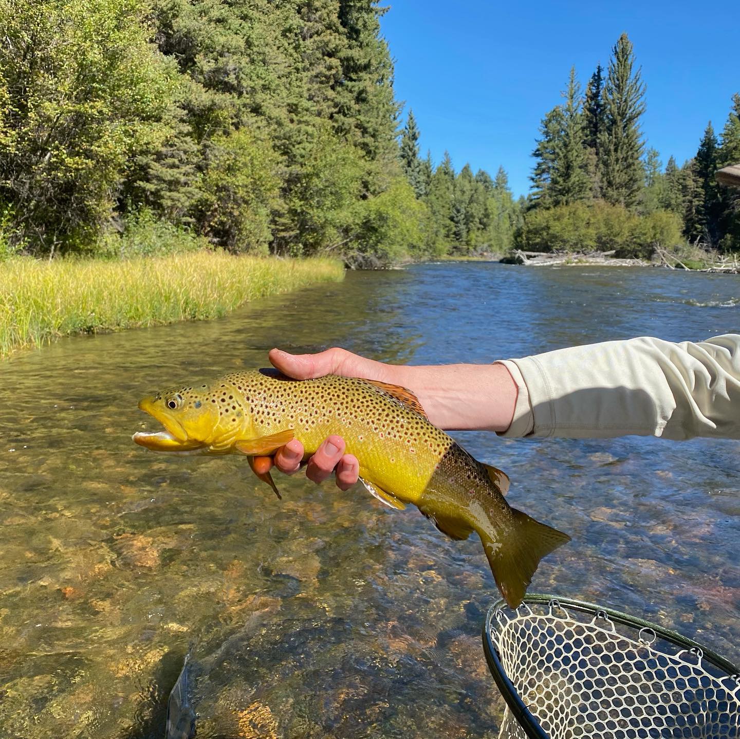 image of fly fishing in breckenridge