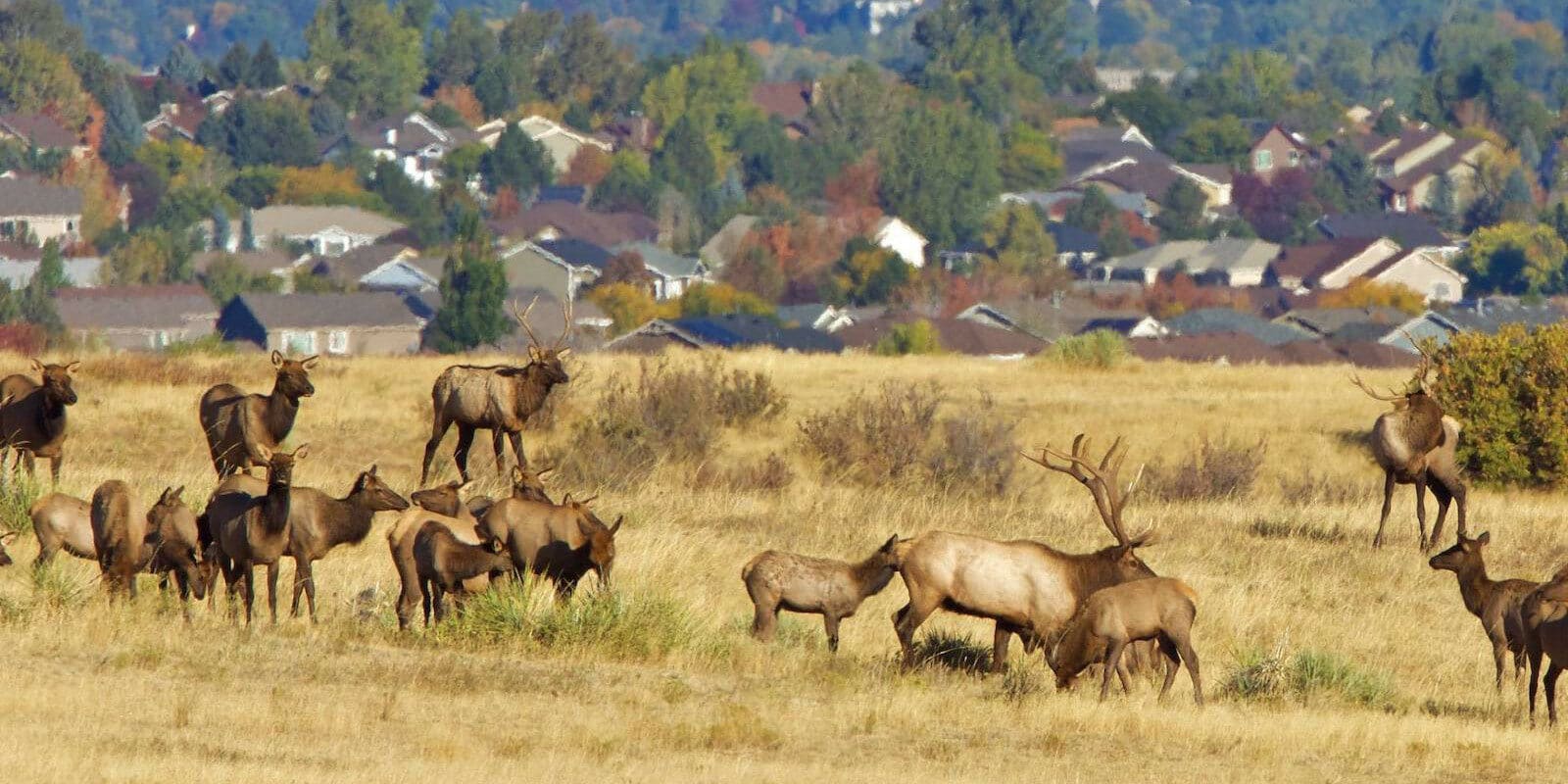 Image of elk in the Highlands Ranch Wilderness Area in Colorado