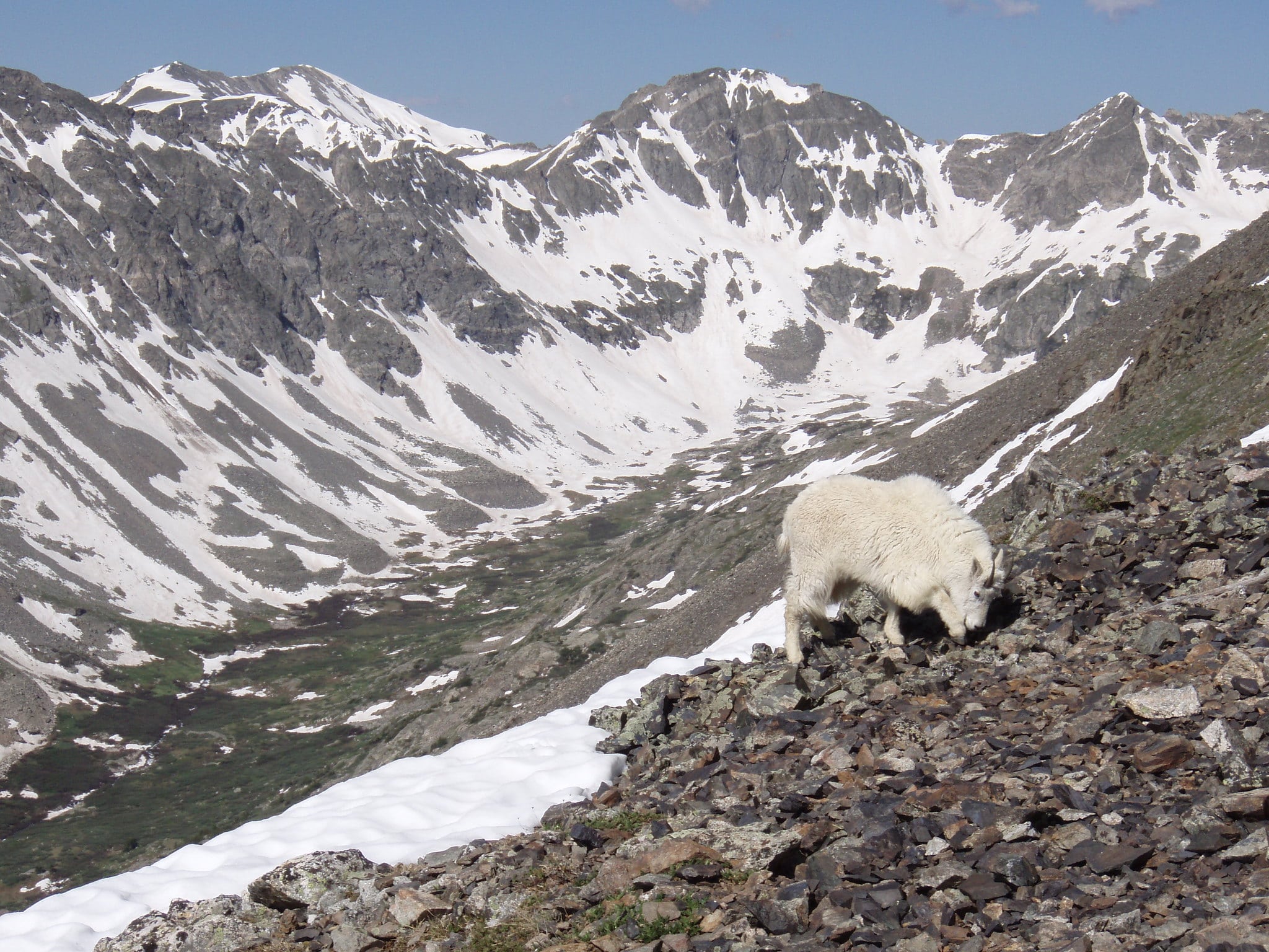 image of goat on quandary peak