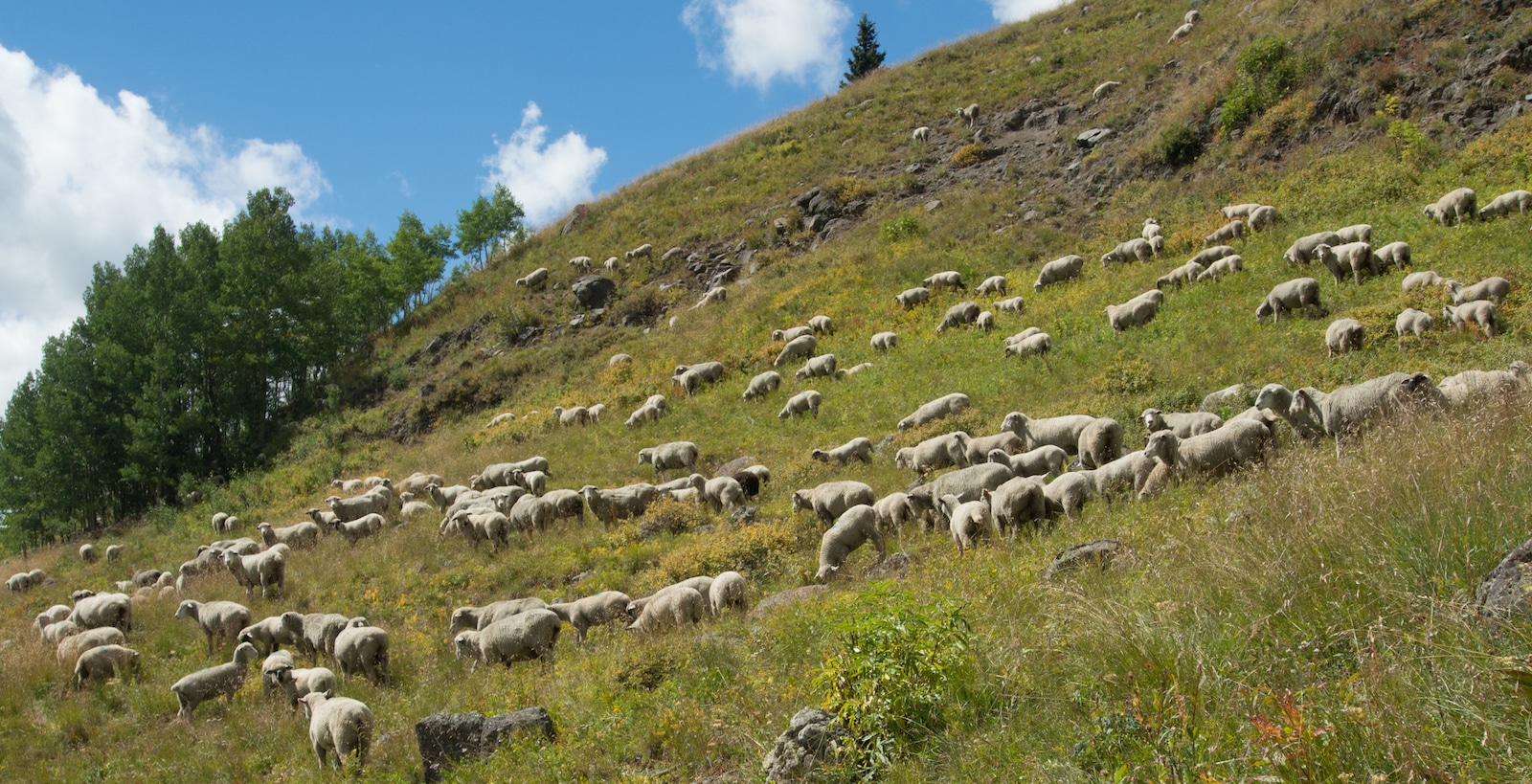 Image of sheep at Stillwater Reservoir in Colorado