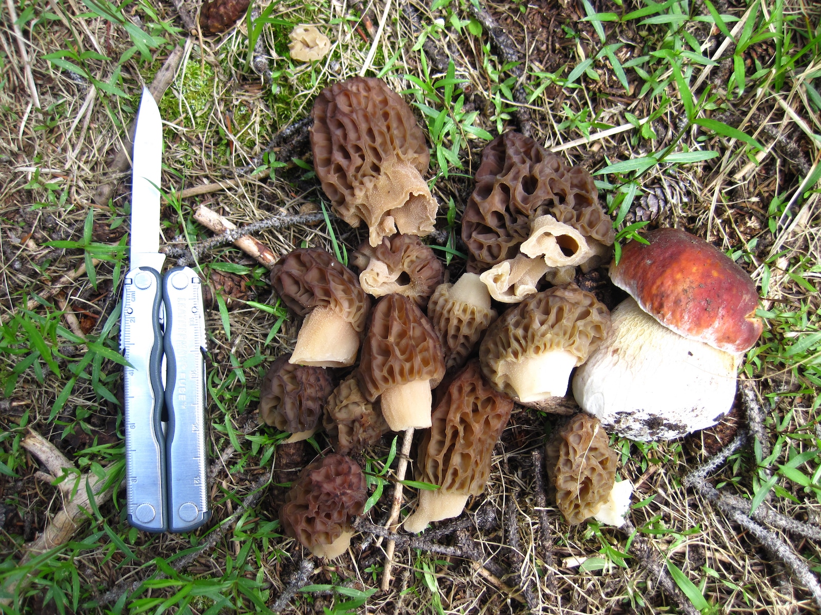 Black morels and king bolete