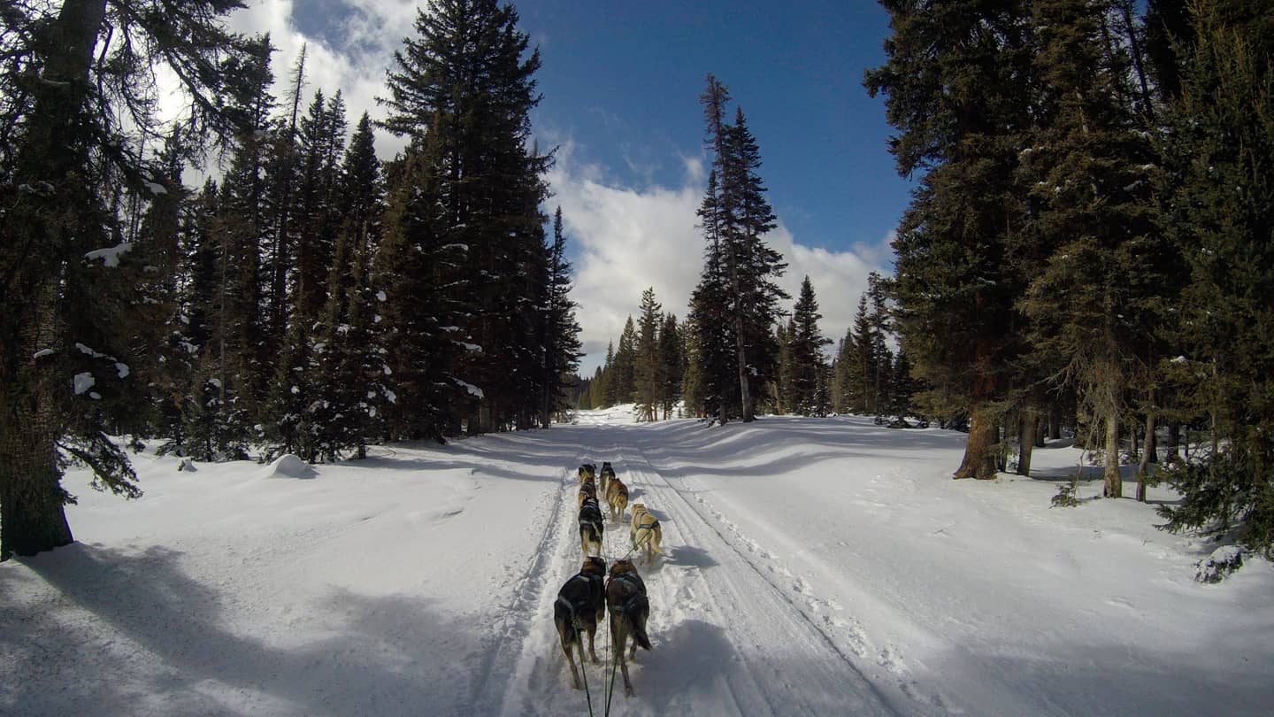 Image of the Durango Dog Ranch dogs pulling a sled in the snow