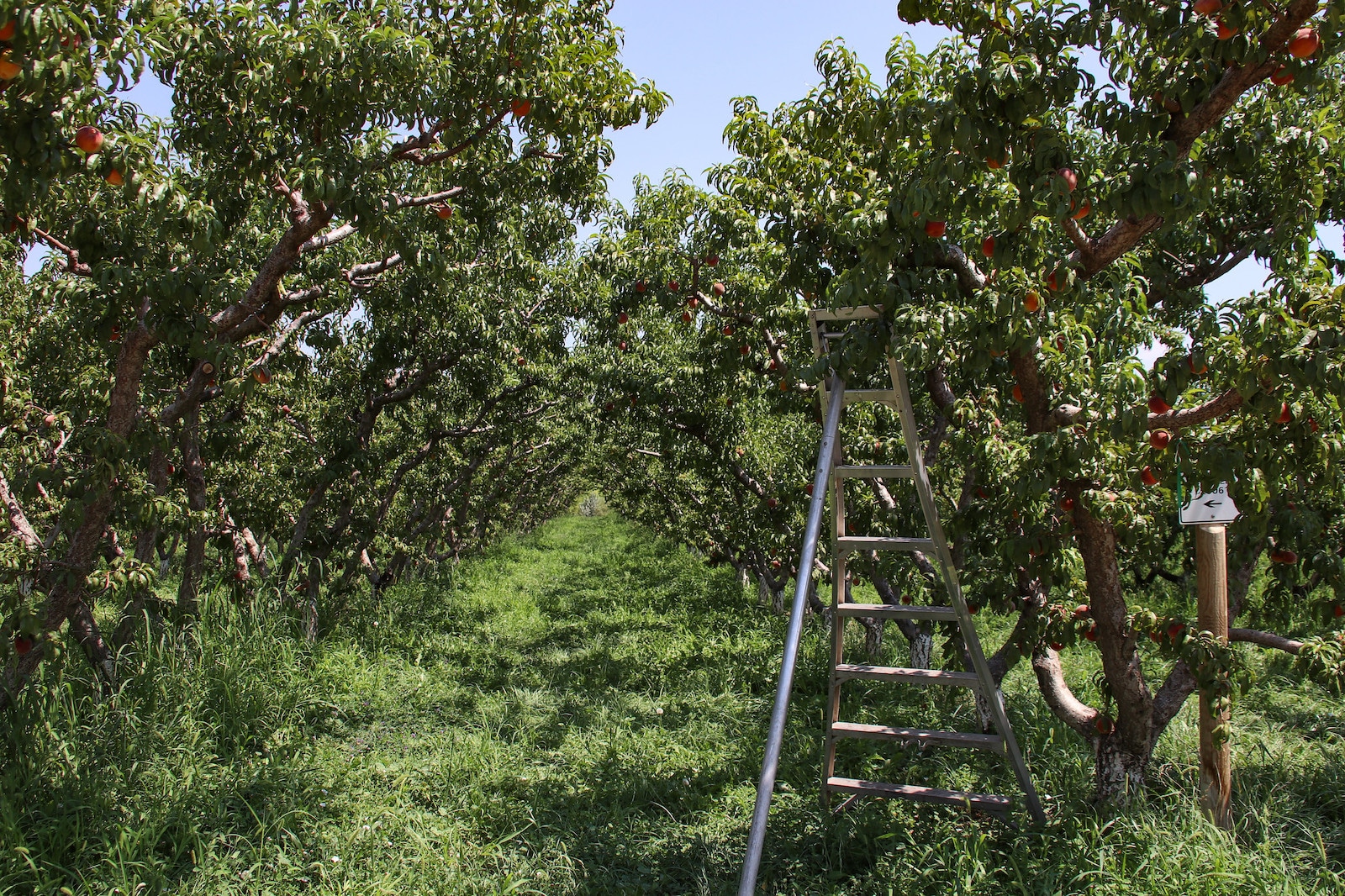 Image of an orchard on the Fruit & Wine Byway in Palisade, Colorado