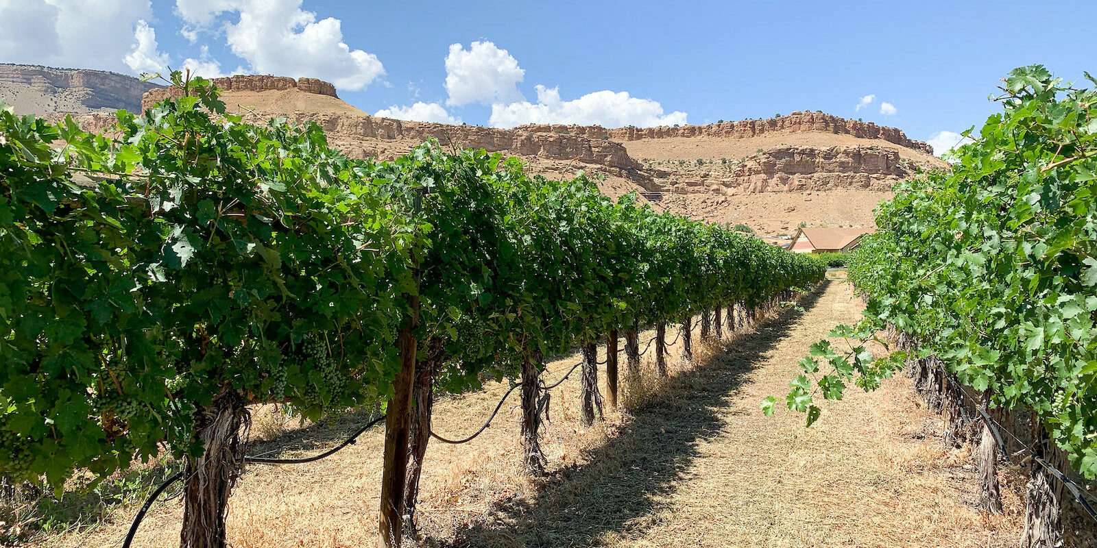 Image of rows of vines in a vineyard in the Fruit & Wine Scenic Byway in Palisade, Colorado