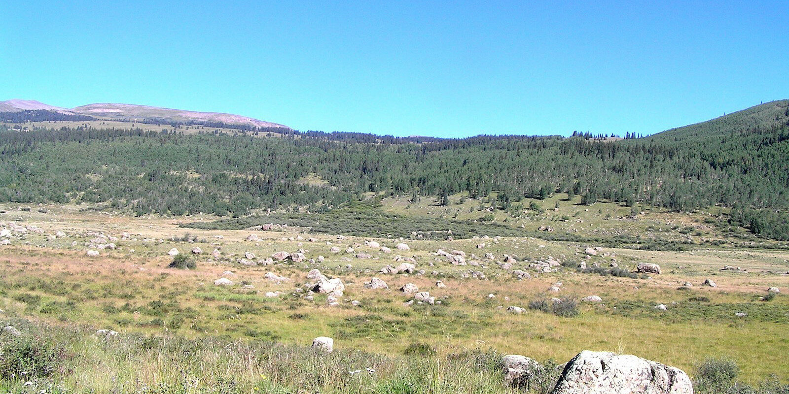 Alpine Meadow Hinsdale County Colorado