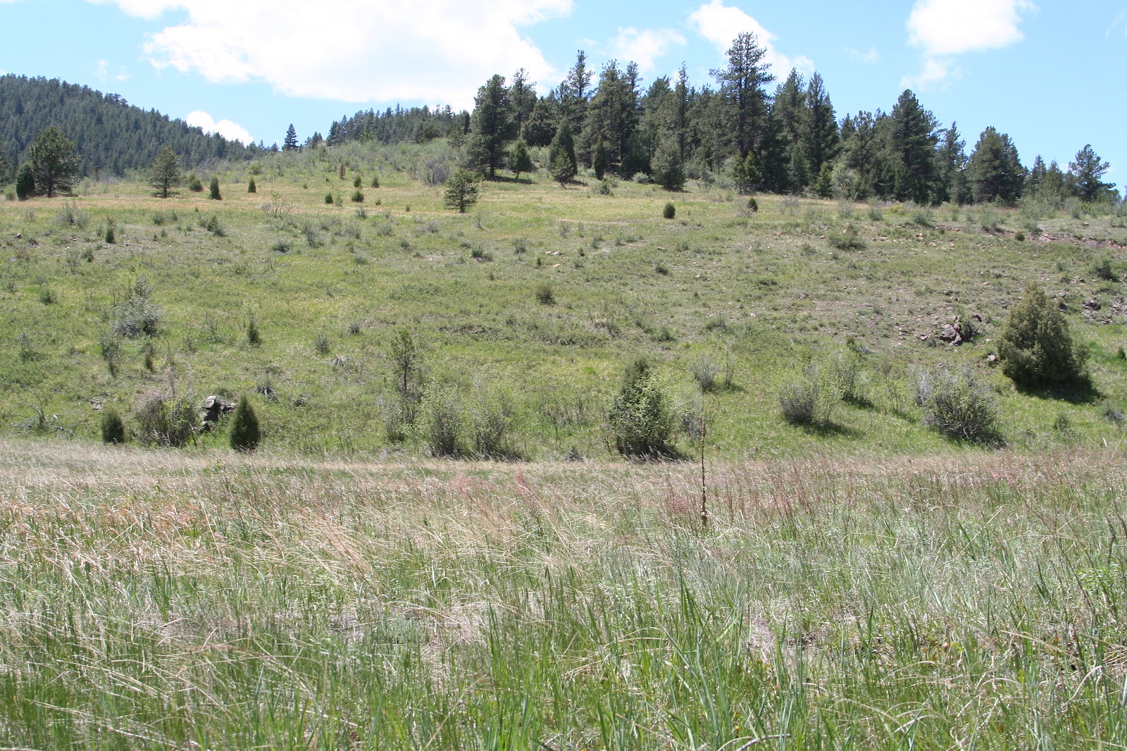 Image of the landscape at Lair o' the Bear Park in Idledale, Colorado