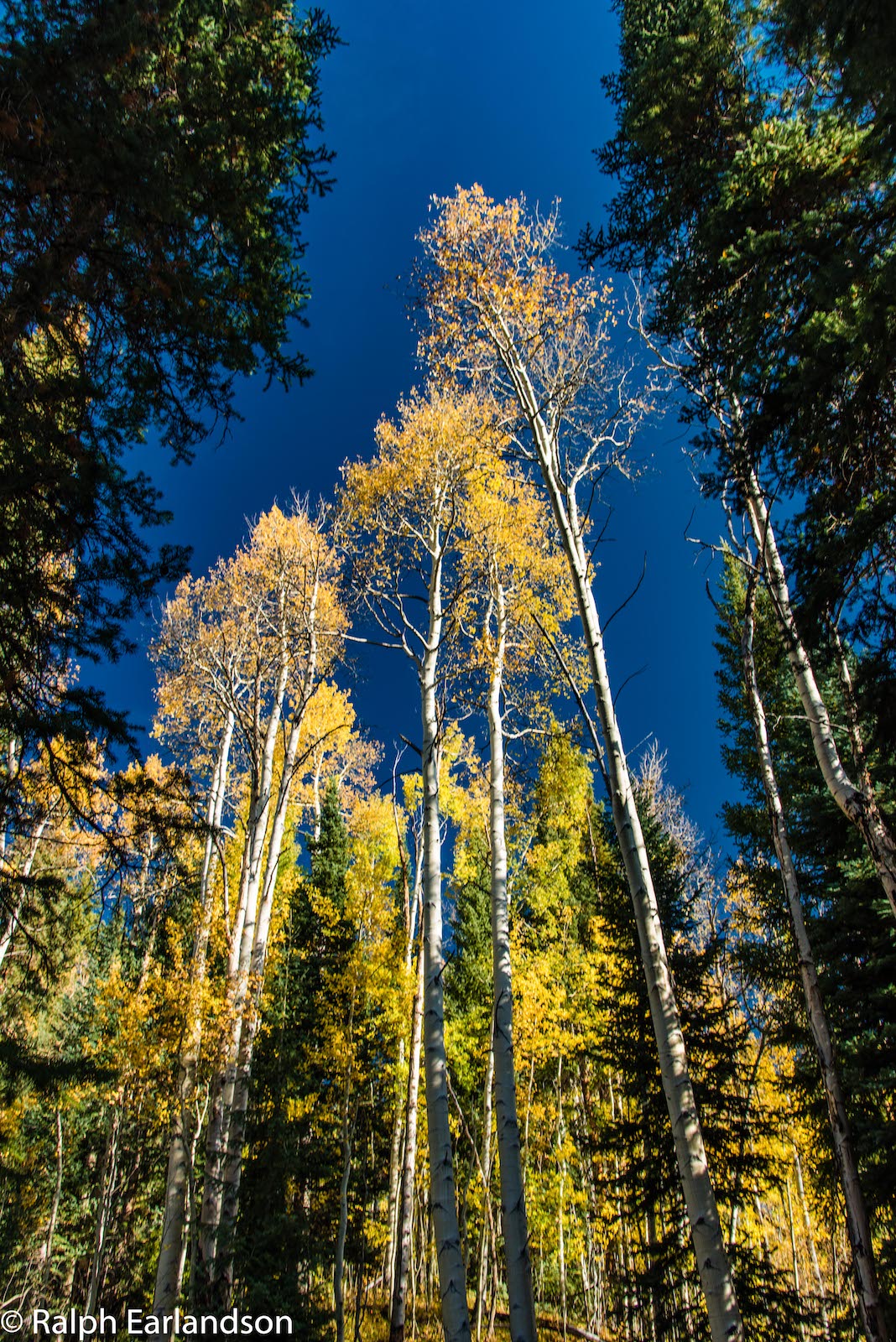 White River National Forest Aspens Fall Colors Frisco CO