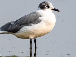 Franklins Gull Jackson Reservoir Colorado