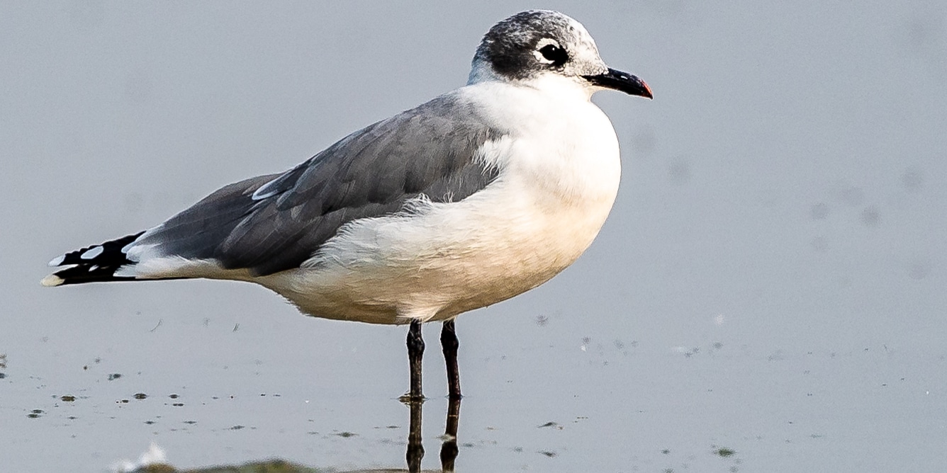 Franklins Gull Jackson Reservoir Colorado