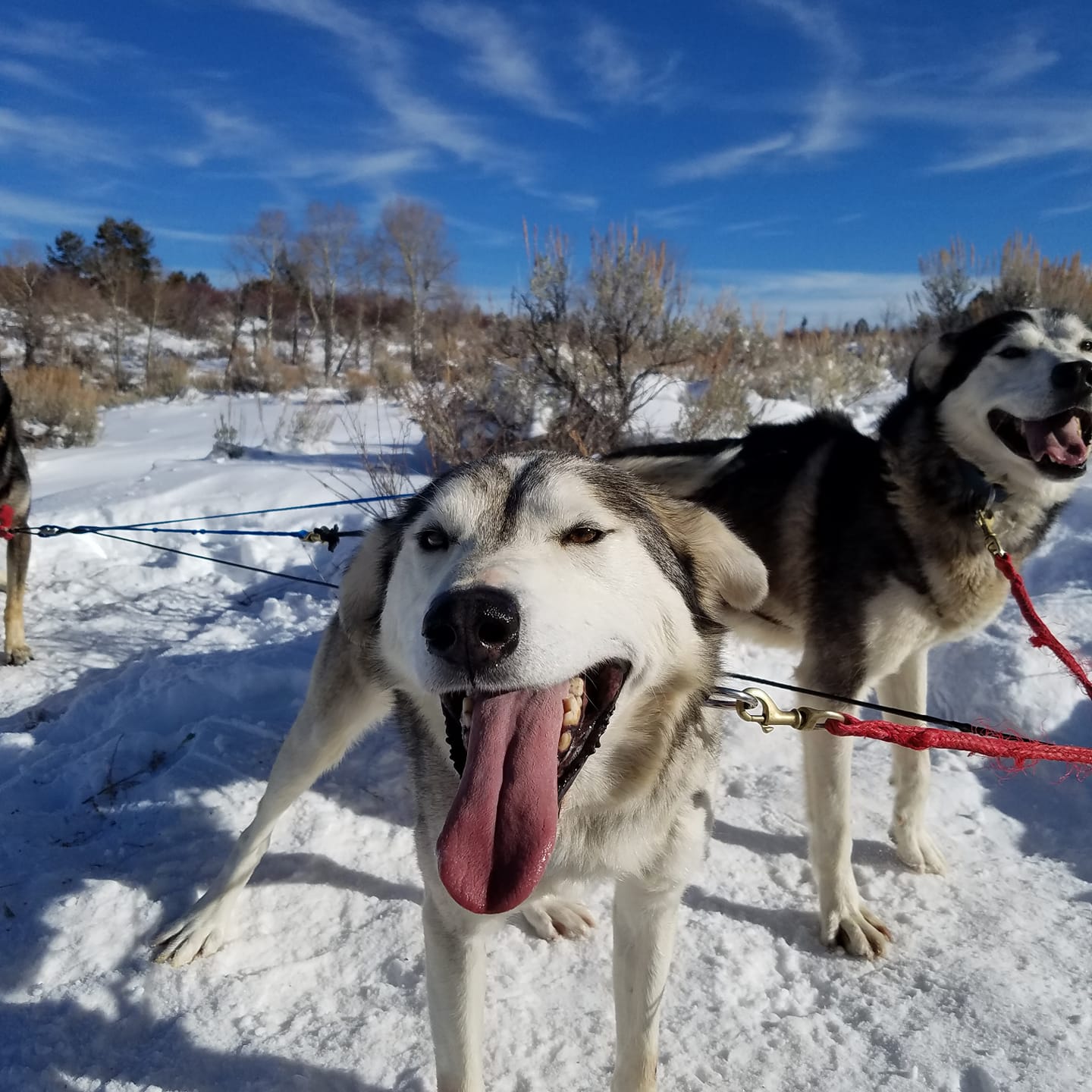 Image of Gump, the dog, part of the team at Mountain Musher Dog Sledding in Colorado