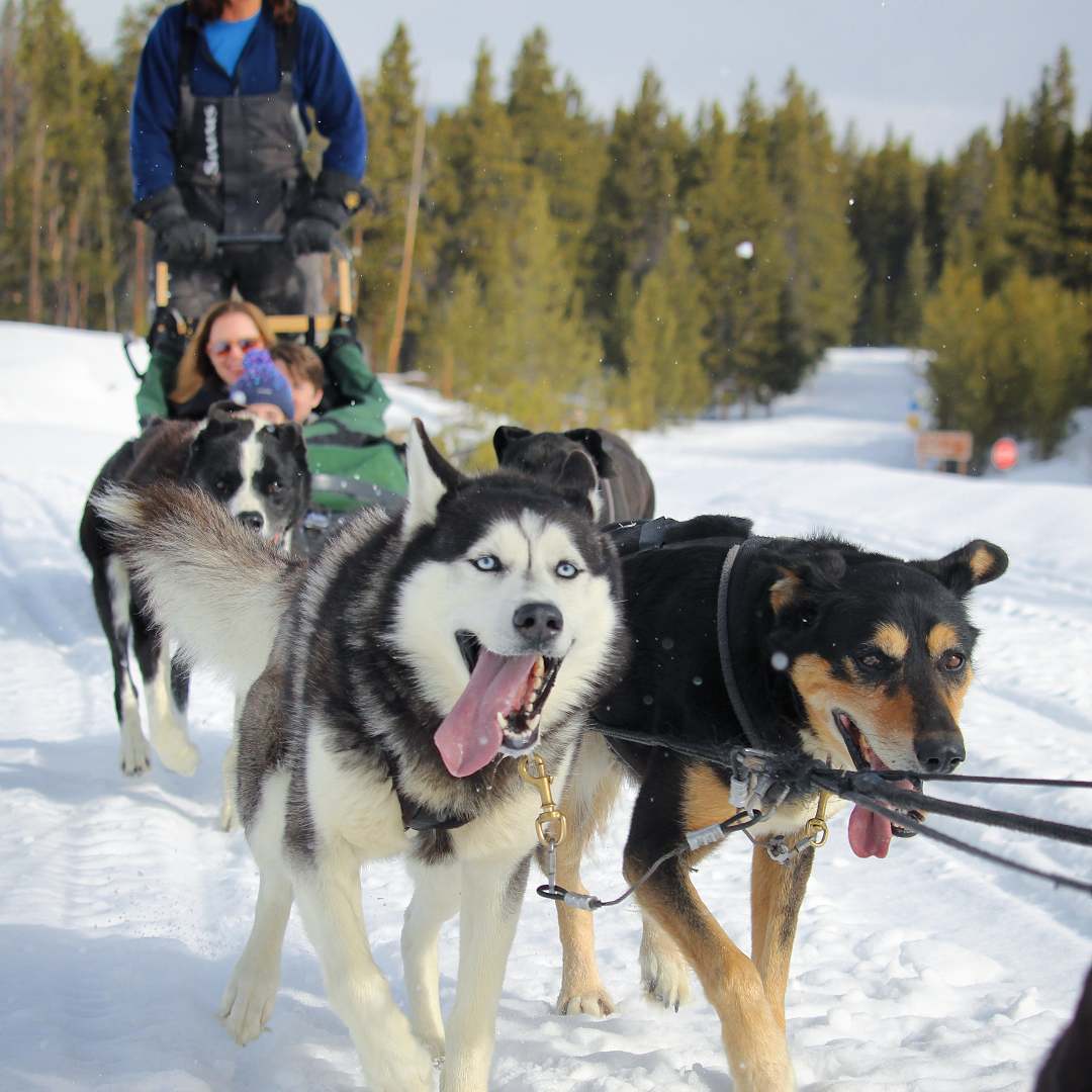 Image of the dogs from Winterhawk Dogsled Adventures