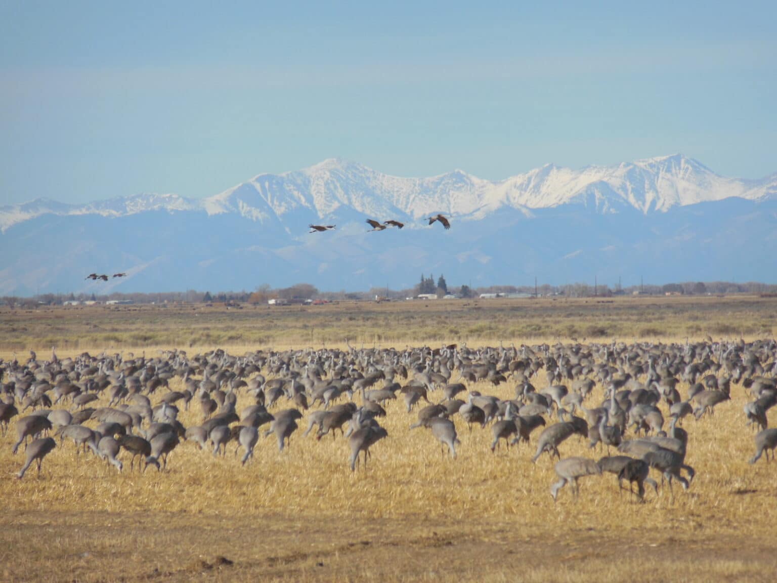 Top things to do in Monte Vista, Colorado