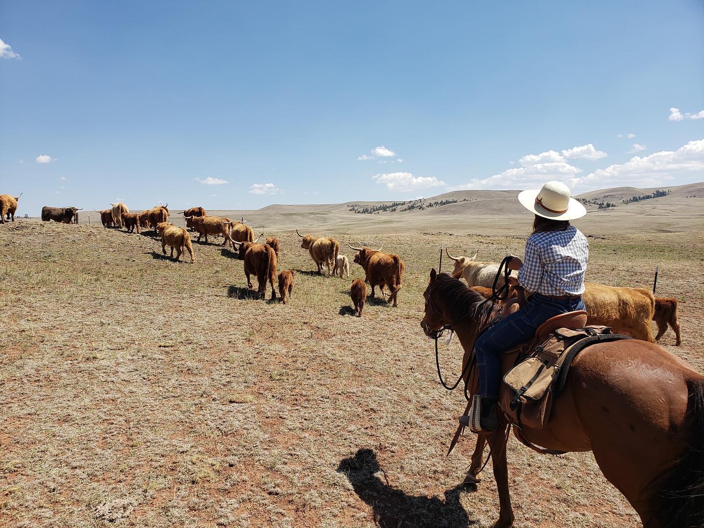 Image of cows being herded 