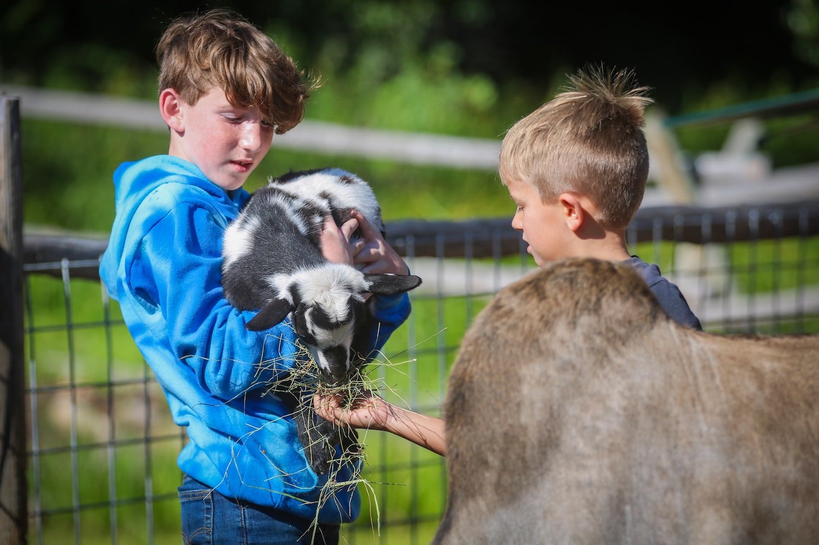 Image of kids working with animals at Bar Lazy J Guest Ranch in Parshall, Colorado