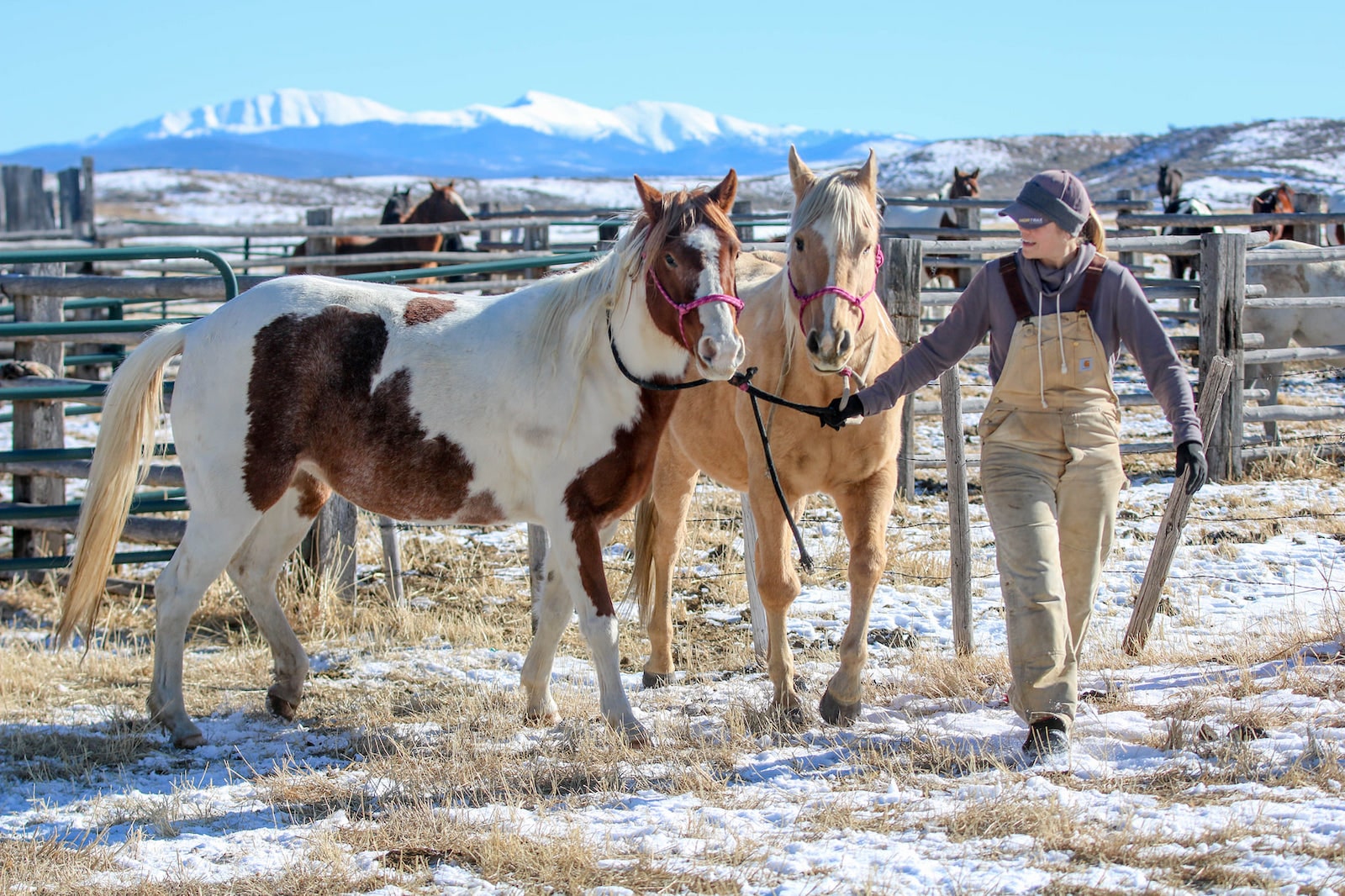 Image of a woman leading horses at Bar Lazy J Guest Ranch in Parshall, Colorado