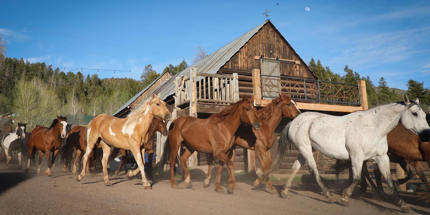 Image of horses at the Black Mountain Colorado Dude Ranch in McCoy