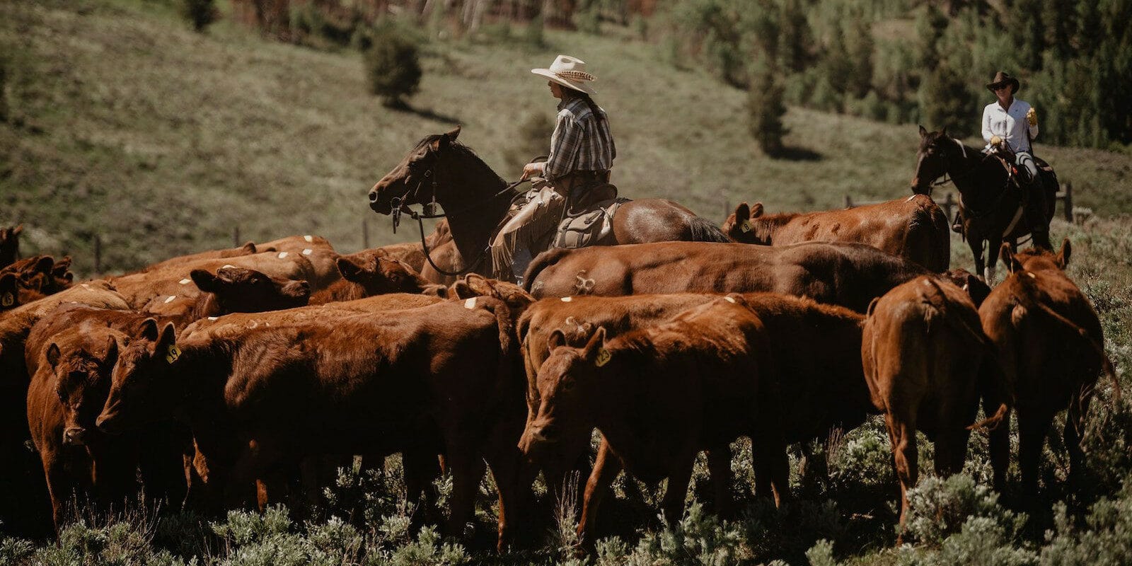 Image of cattle being herded at C Lazy U Ranch in Granby, Colorado