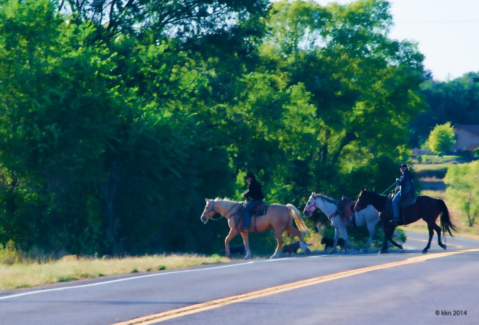 Going hunting on Horseback Colorado