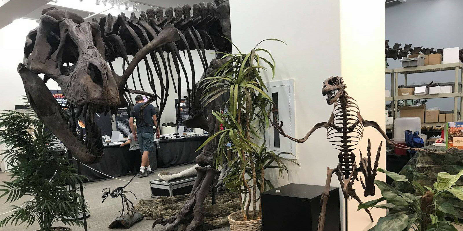 Image of a T-Rex at the Denver Mineral Show