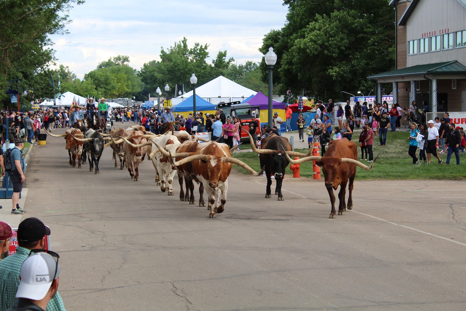 Image of a parade of texas longhorn at the Greeley Stampede in Colorado