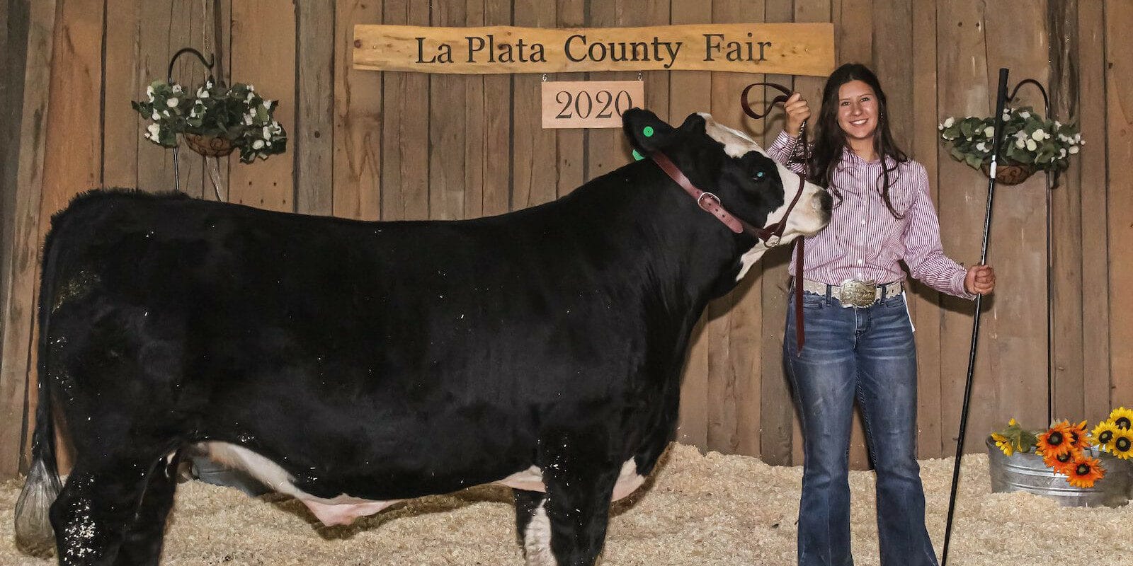 Image of cattle for sale at the La Plata County Fair in Colorado