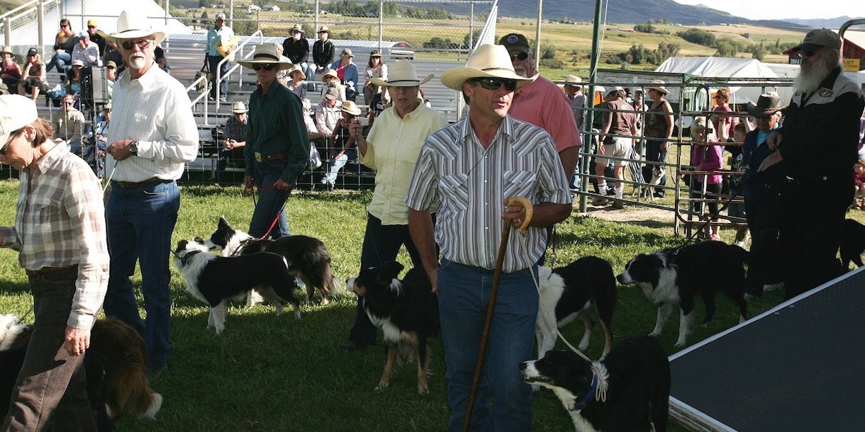 Image of the dogs at the Meeker Classic Sheepdog Championship Trials in Colorado