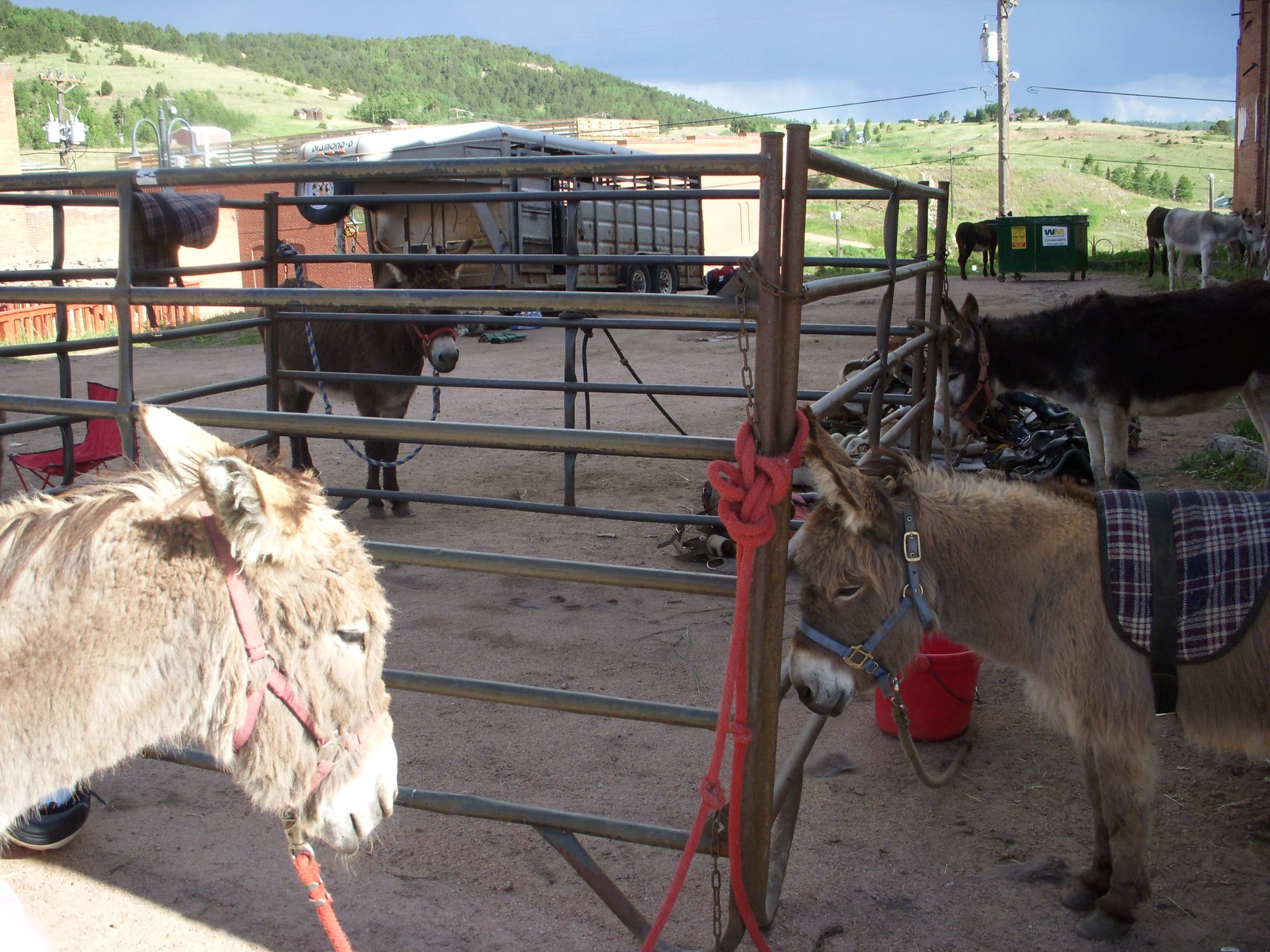 image of cripple creek donkeys