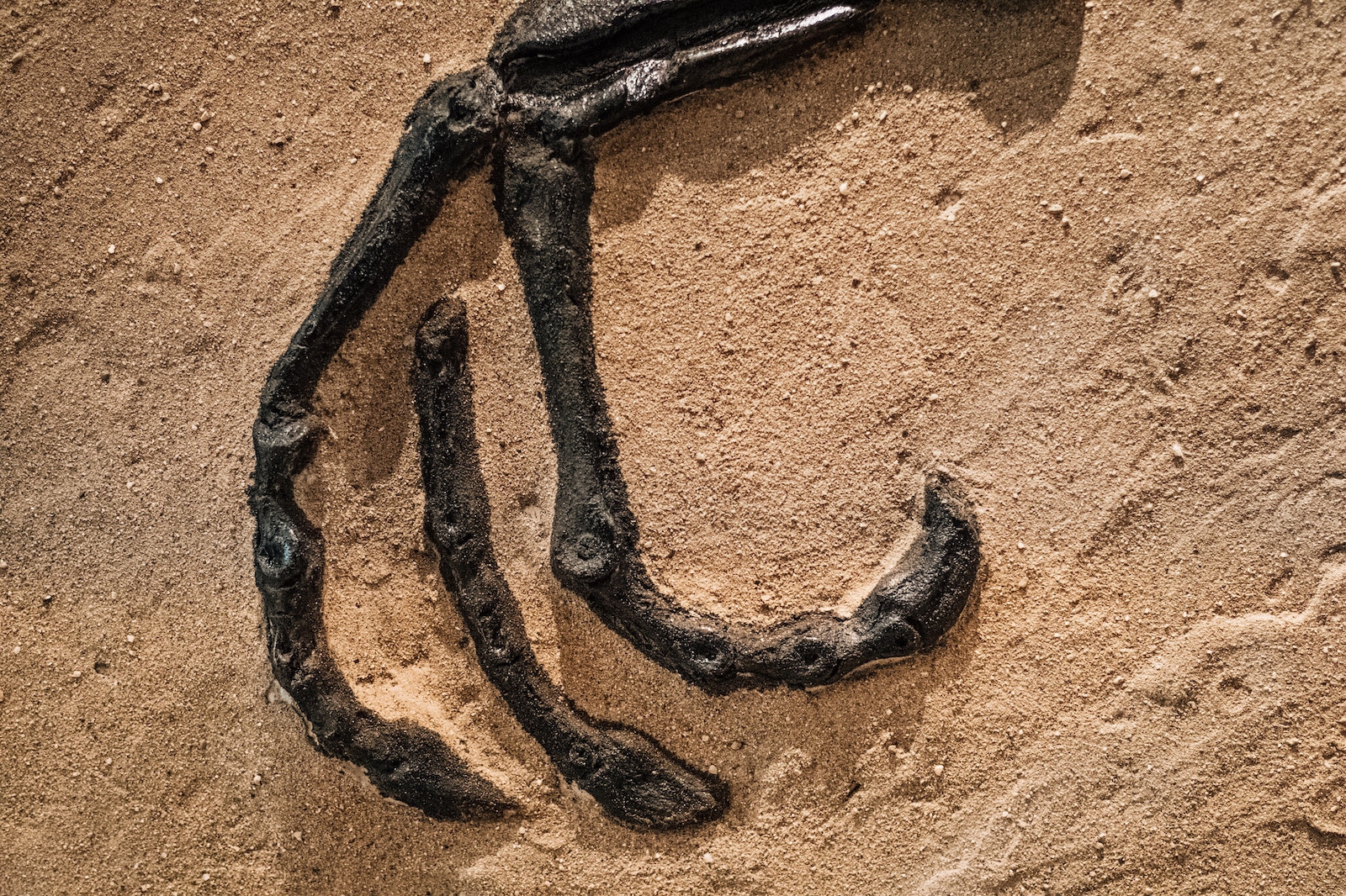 Image of a dinosaur hand fossill