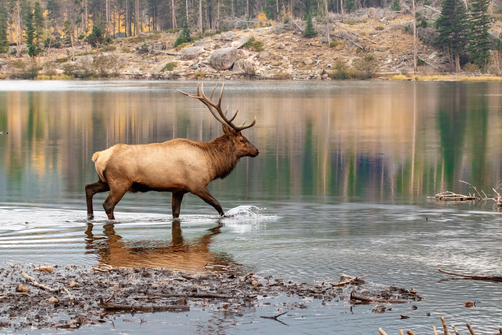 Image of an elk in Estes Park, Colorado